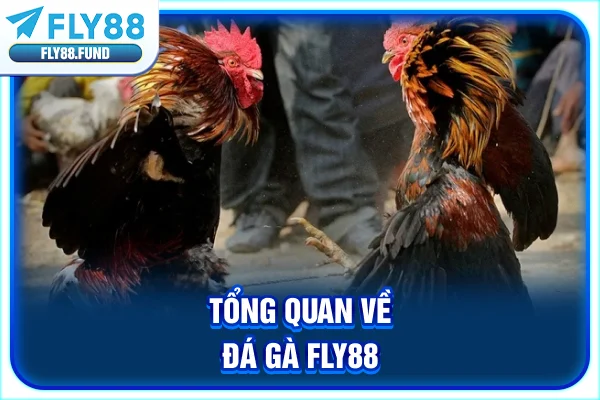 Tổng quan về đá gà Fly88