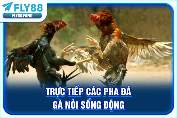 Trực tiếp các pha đá gà nòi sống động