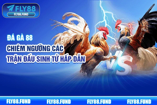 Đá Gà 88 - Chiêm Ngưỡng Các Trận Đấu Sinh Tử Hấp Dẫn
