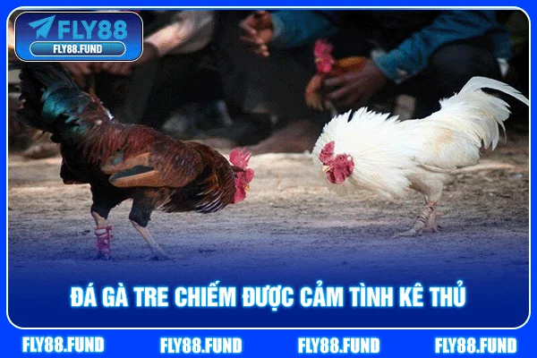 Đá gà tre chiếm được cảm tình kê thủ