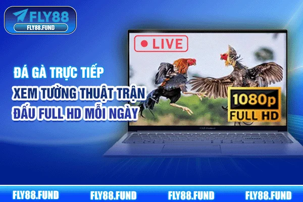 Đá Gà Trực Tiếp - Xem Tường Thuật Trận Đấu Full HD Mỗi Ngày