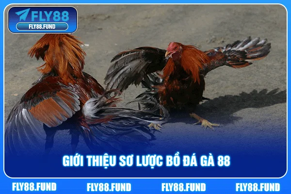 Giới thiệu sơ lược bồ đá gà 88