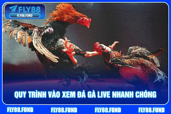 Quy trình vào xem đá gà live nhanh chóng