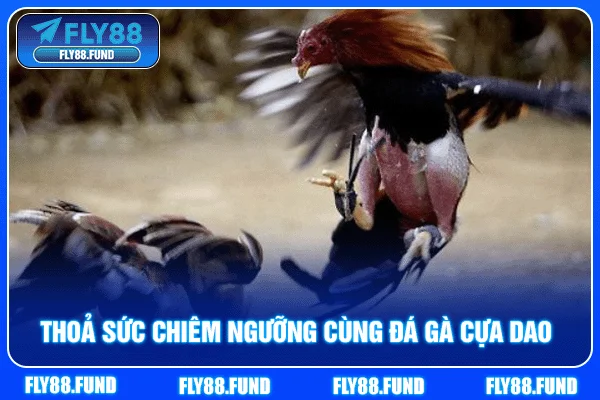 Thoả sức chiêm ngưỡng cùng đá gà cựa dao 