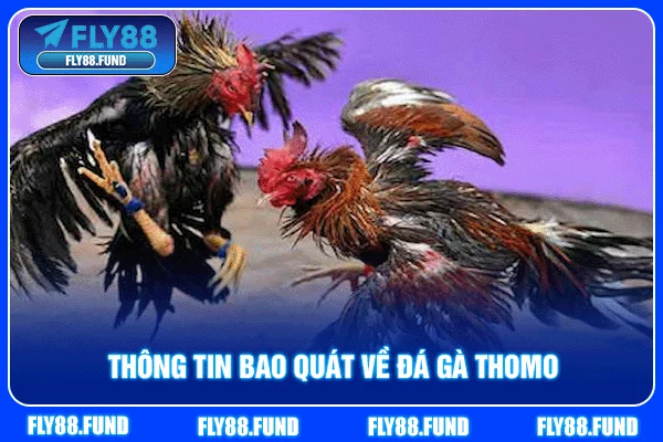 Thông tin bao quát về đá gà Thomo