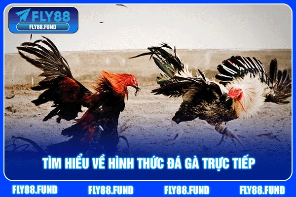 Tìm hiểu về hình thức đá gà trực tiếp