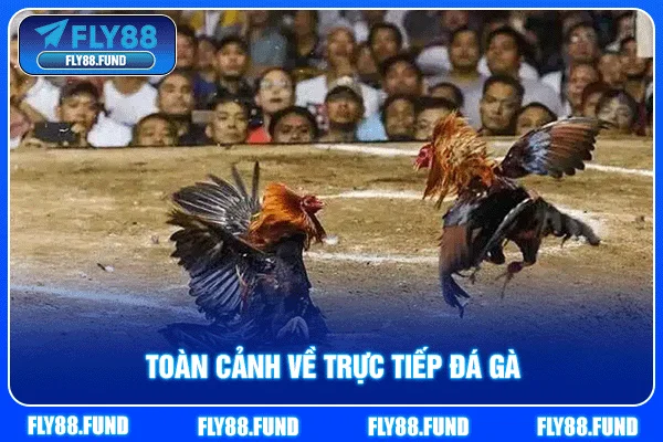Toàn cảnh về trực tiếp đá gà