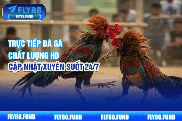 Trực Tiếp Đá Gà Chất Lượng HD, Cập Nhật Xuyên Suốt 24/7